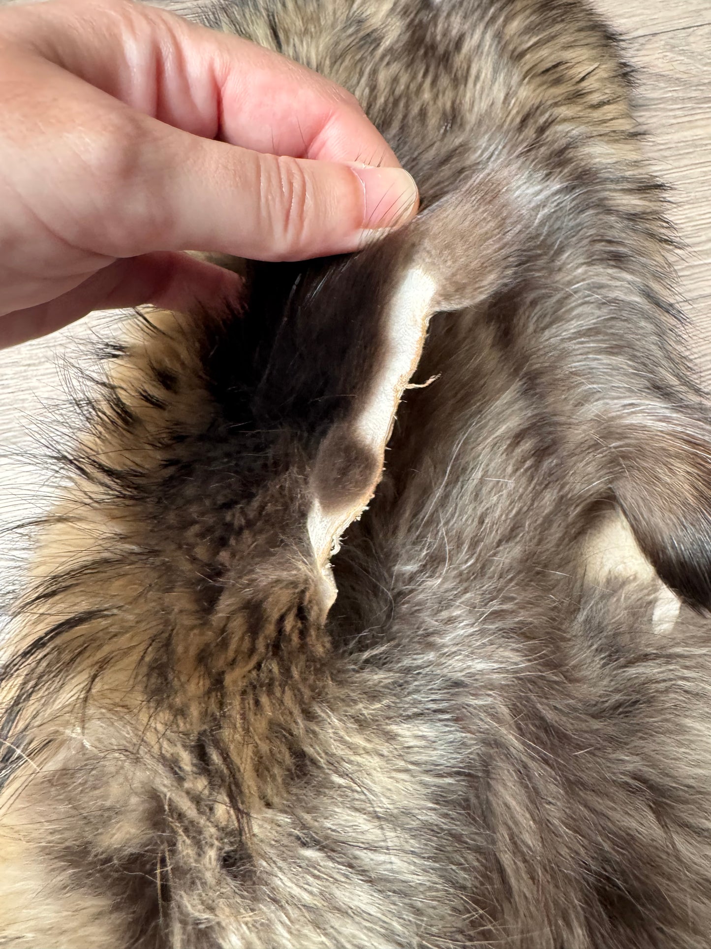 Tanuki pelt (1)