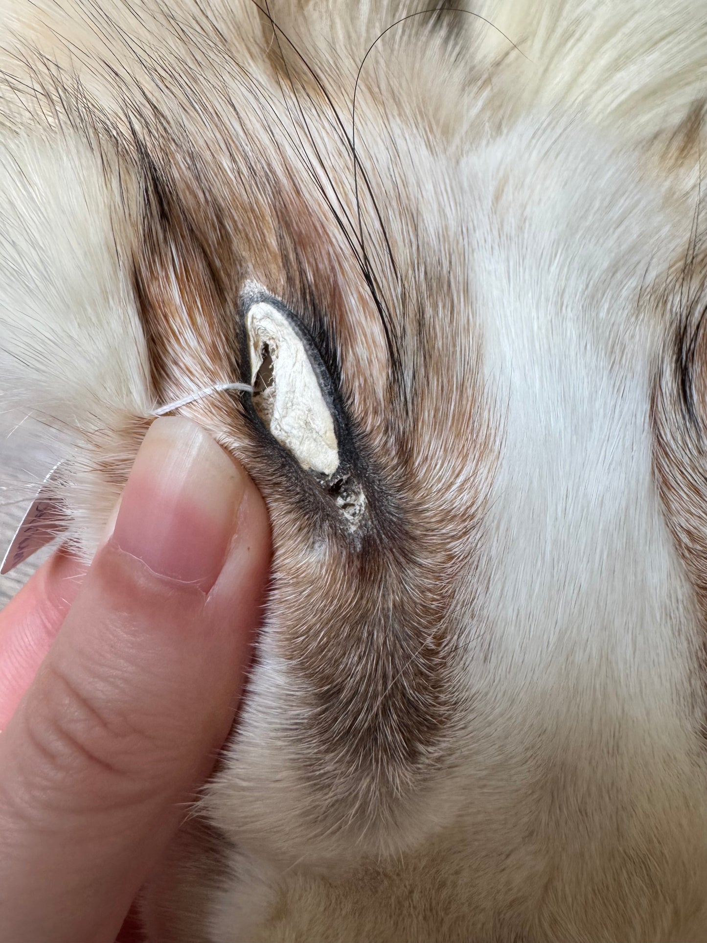 Male Gold Platinum fox mountable pelt (tag 21)