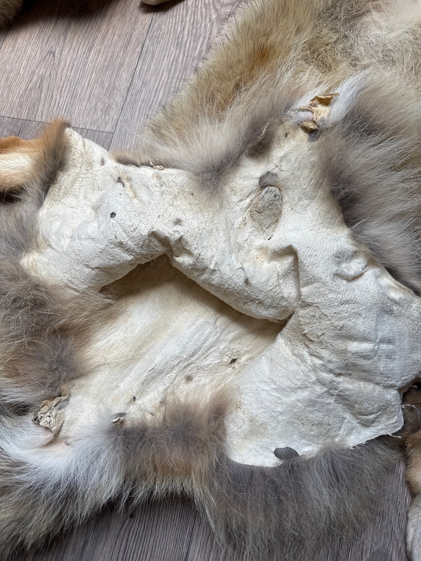 Male coyote mountable pelt (7)