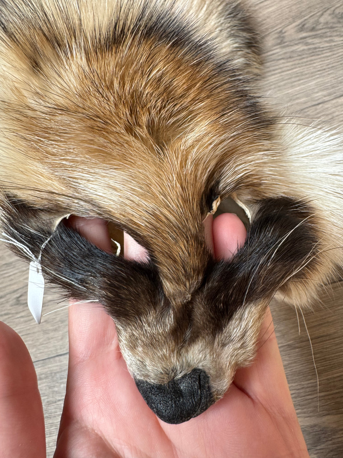 Arctic tanuki pelt (1)