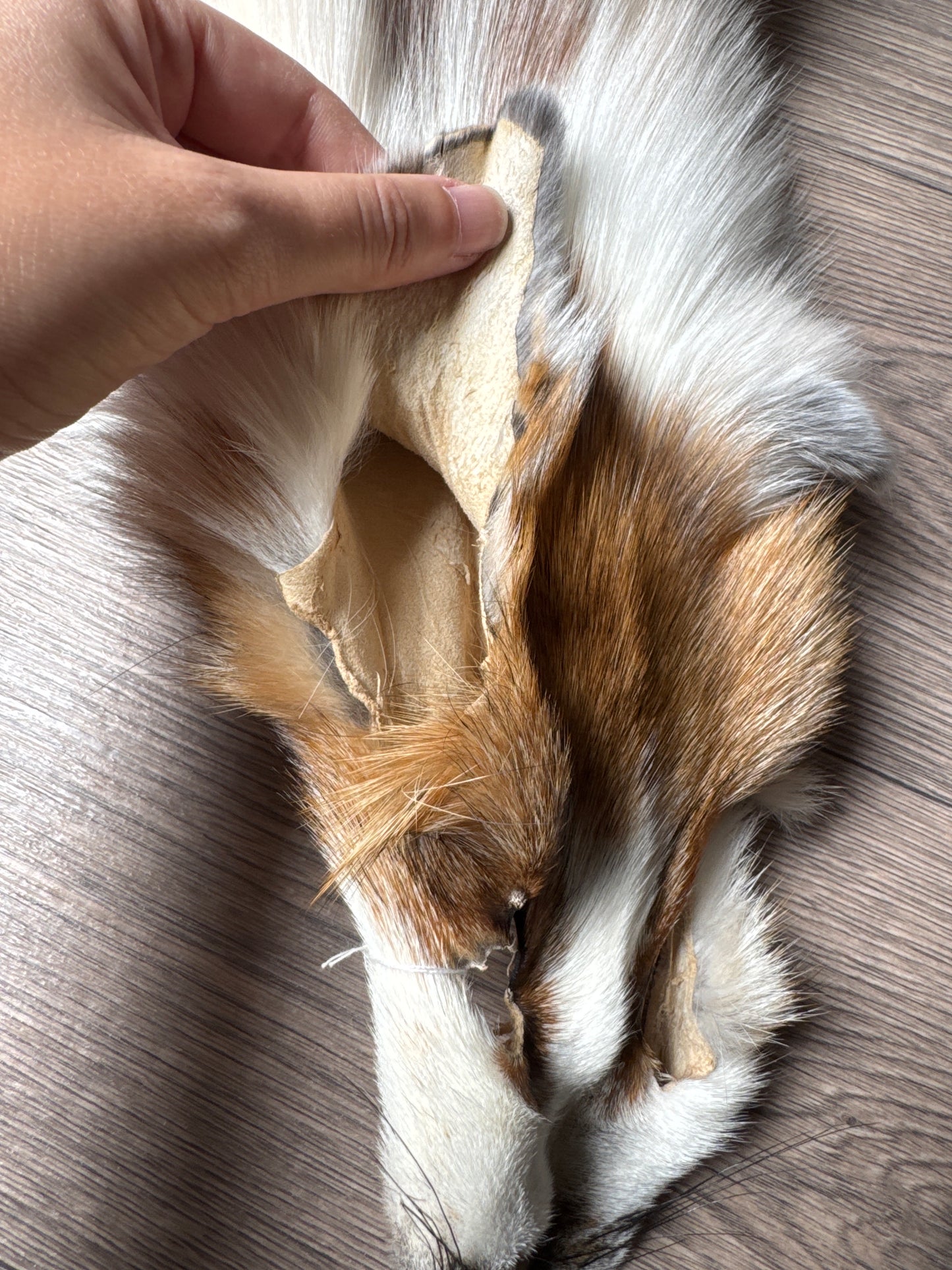 Sun Glow fox pelt (4)