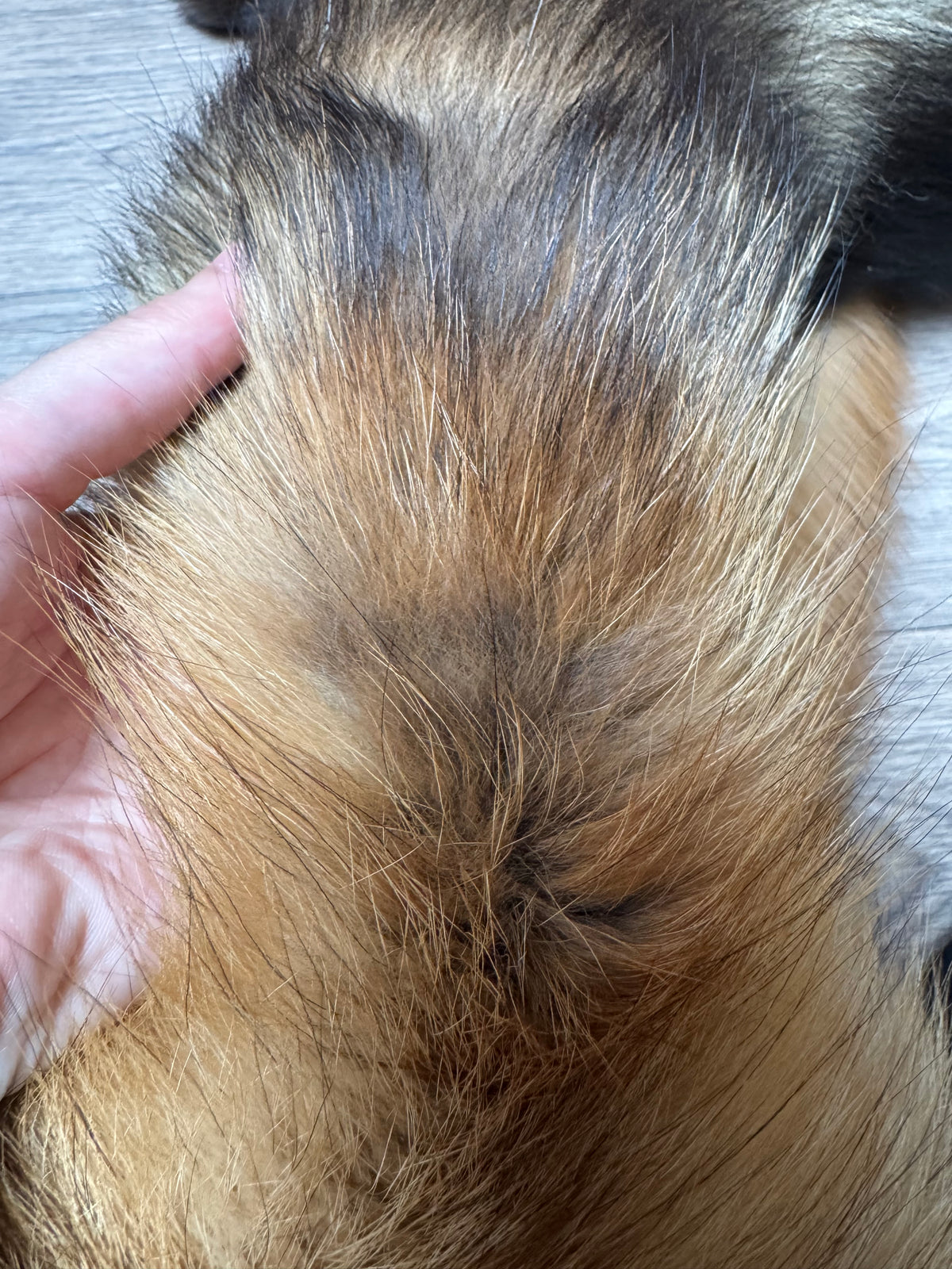 Gold fox pelt (42)