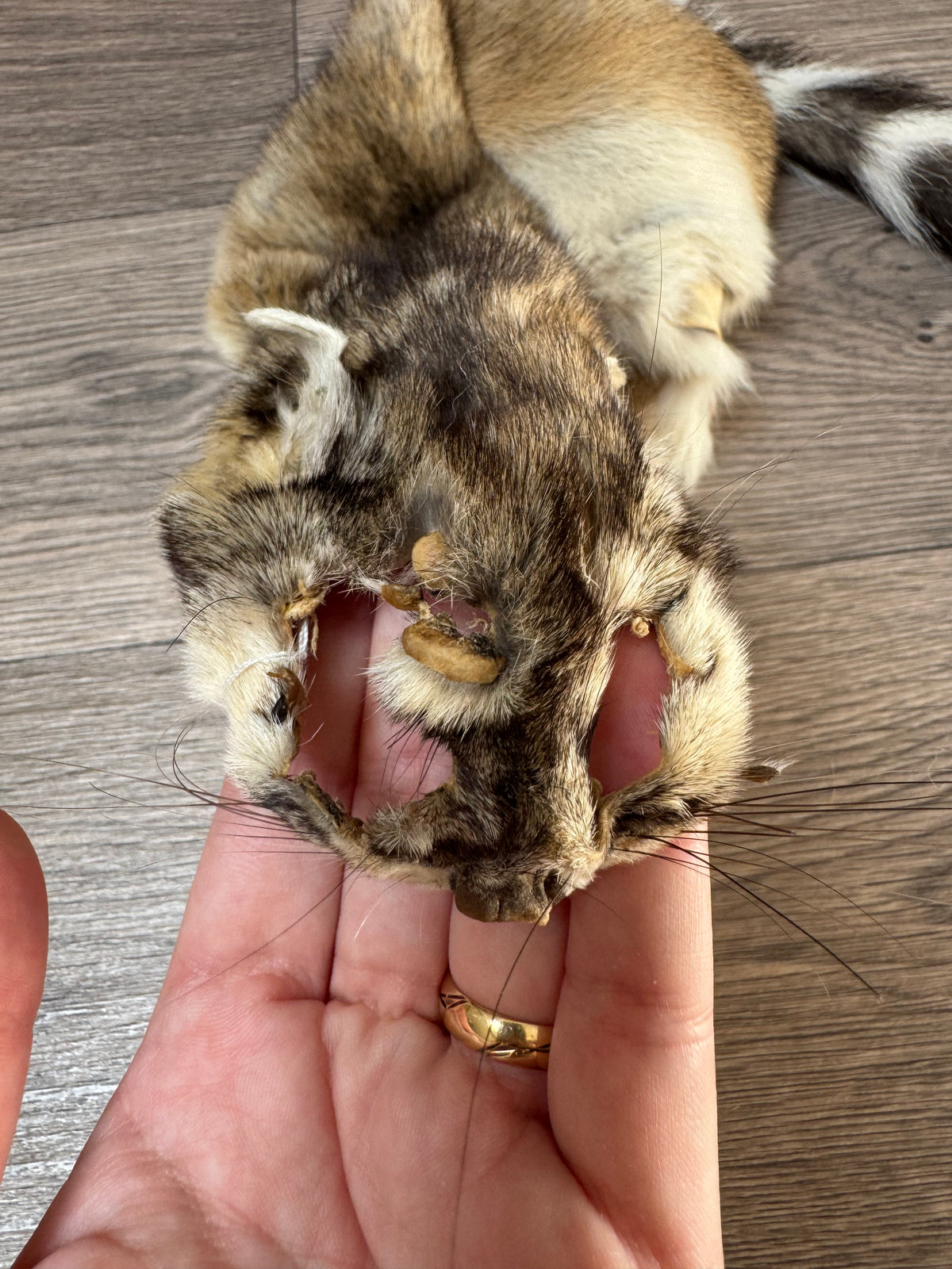 Ringtail pelt (1)