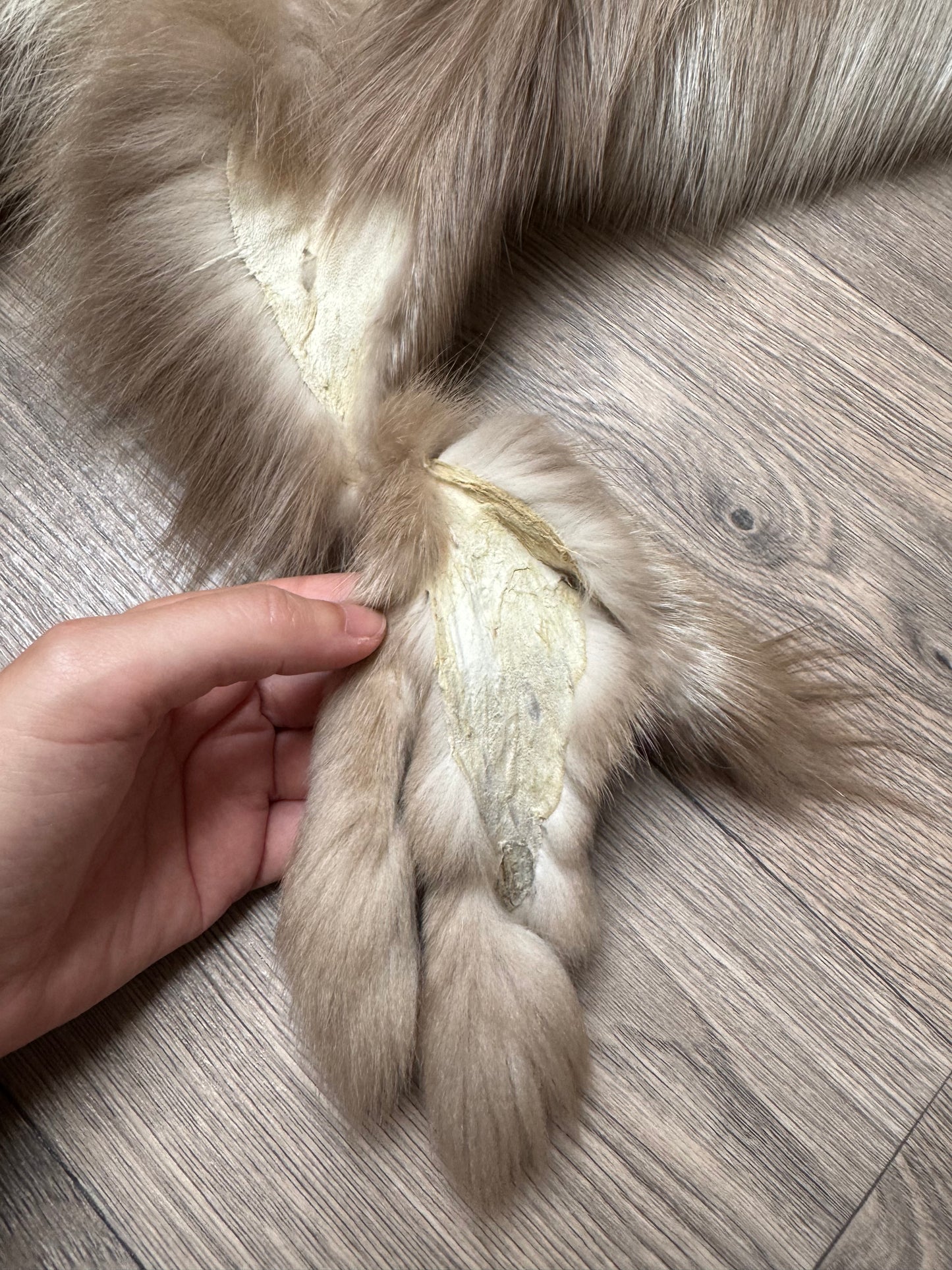 Amber fox pelt (9)