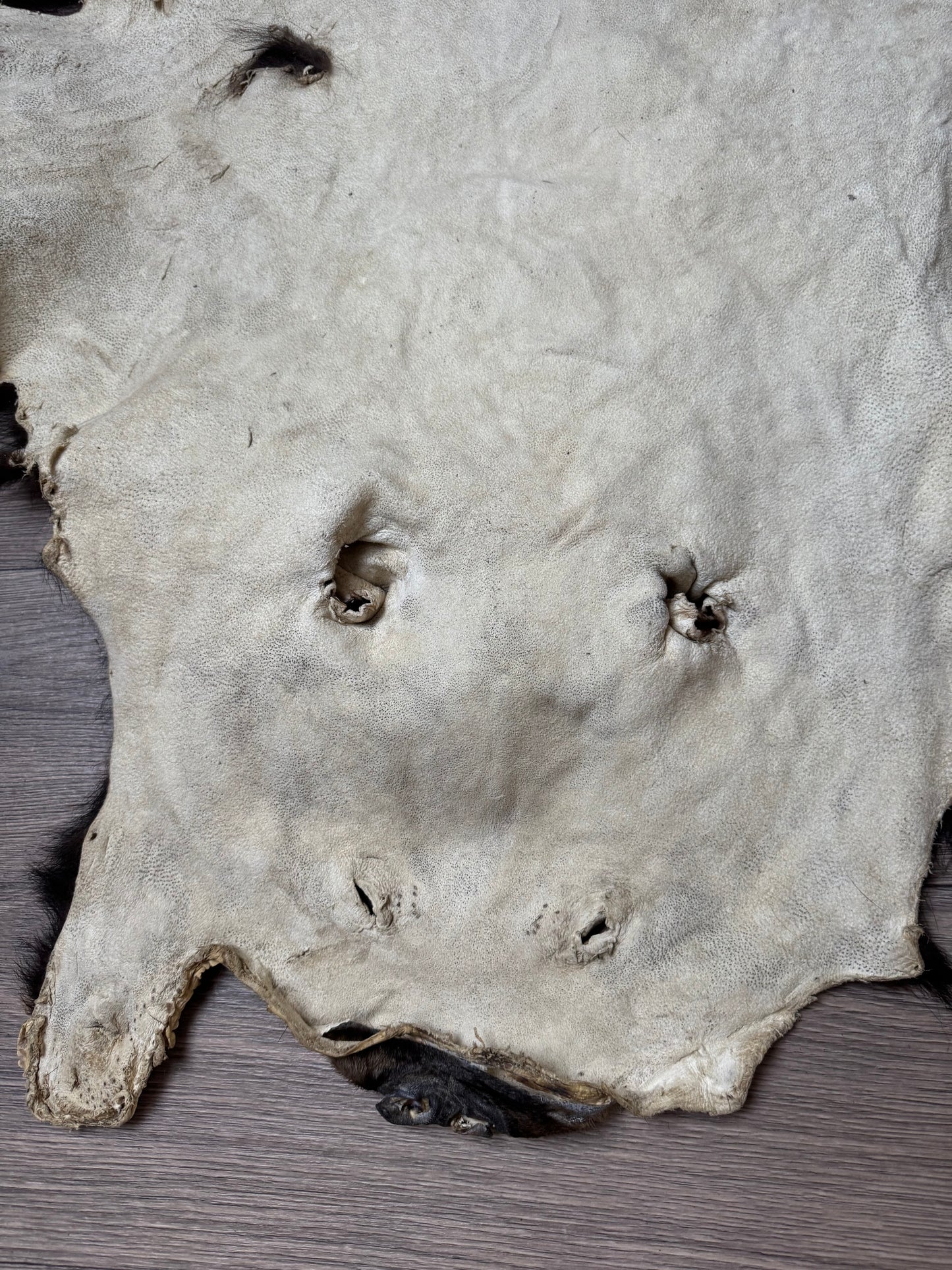 Black bear hide (3)