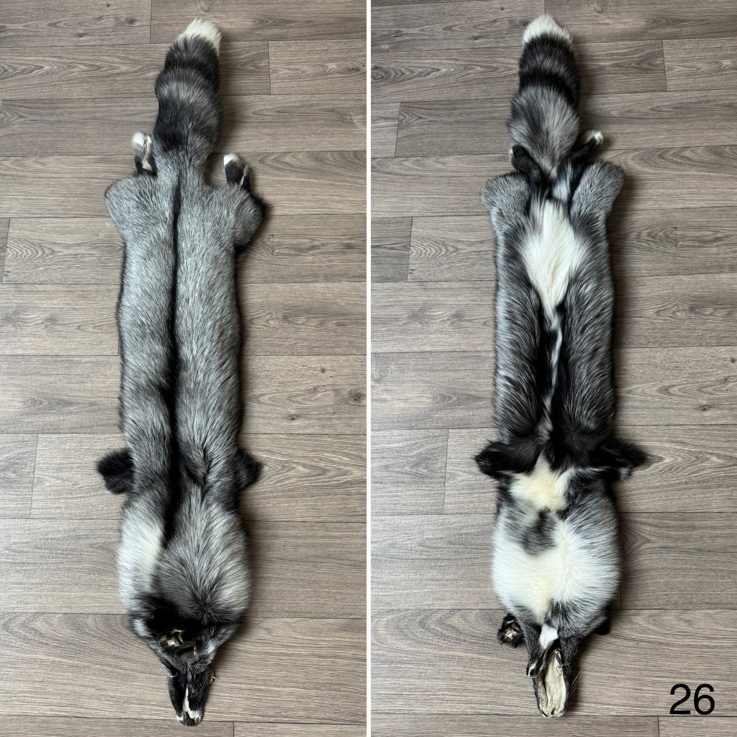 Silver Ringneck fox pelt (26)