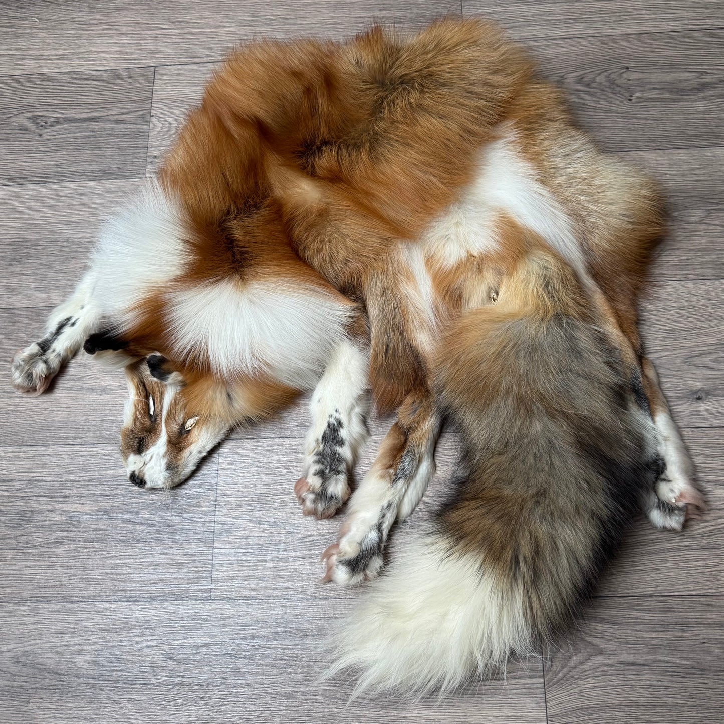 Male Gold Ringneck fox mountable pelt (tag 1)