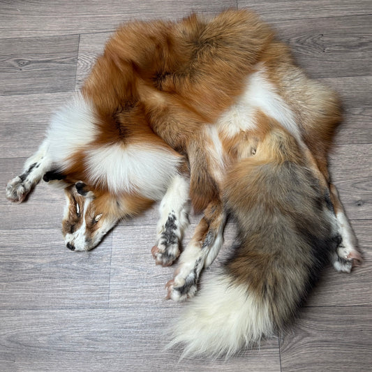 Male Gold Ringneck fox mountable pelt (tag 1)
