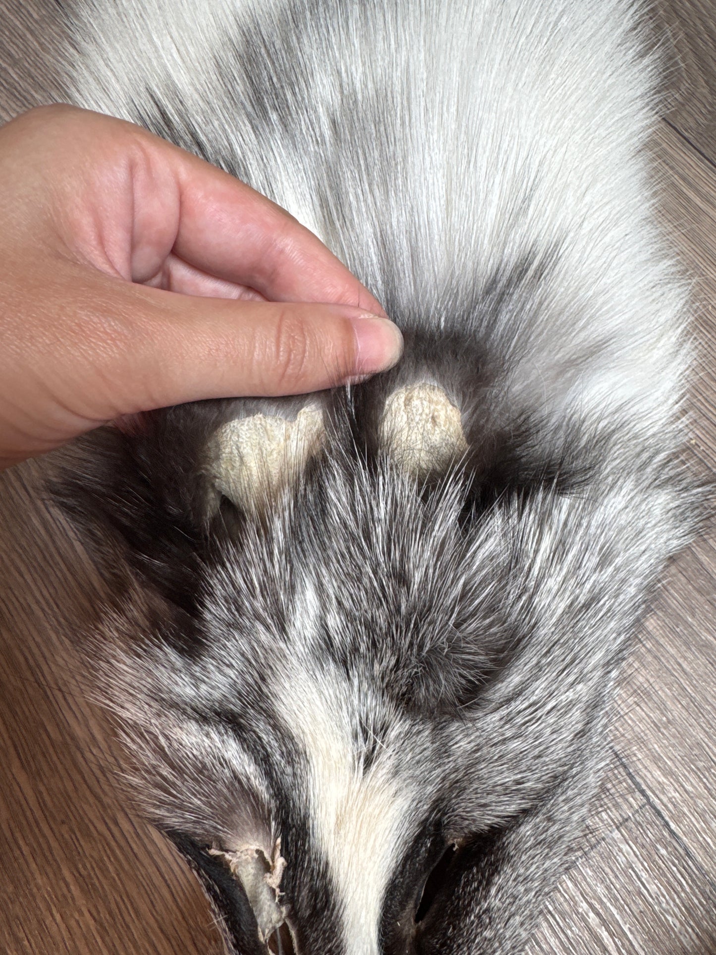 Platinum fox pelt (1)