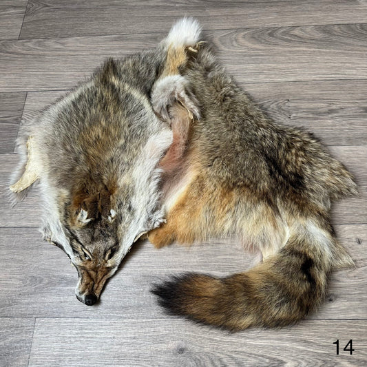 Coyote pelt (14)