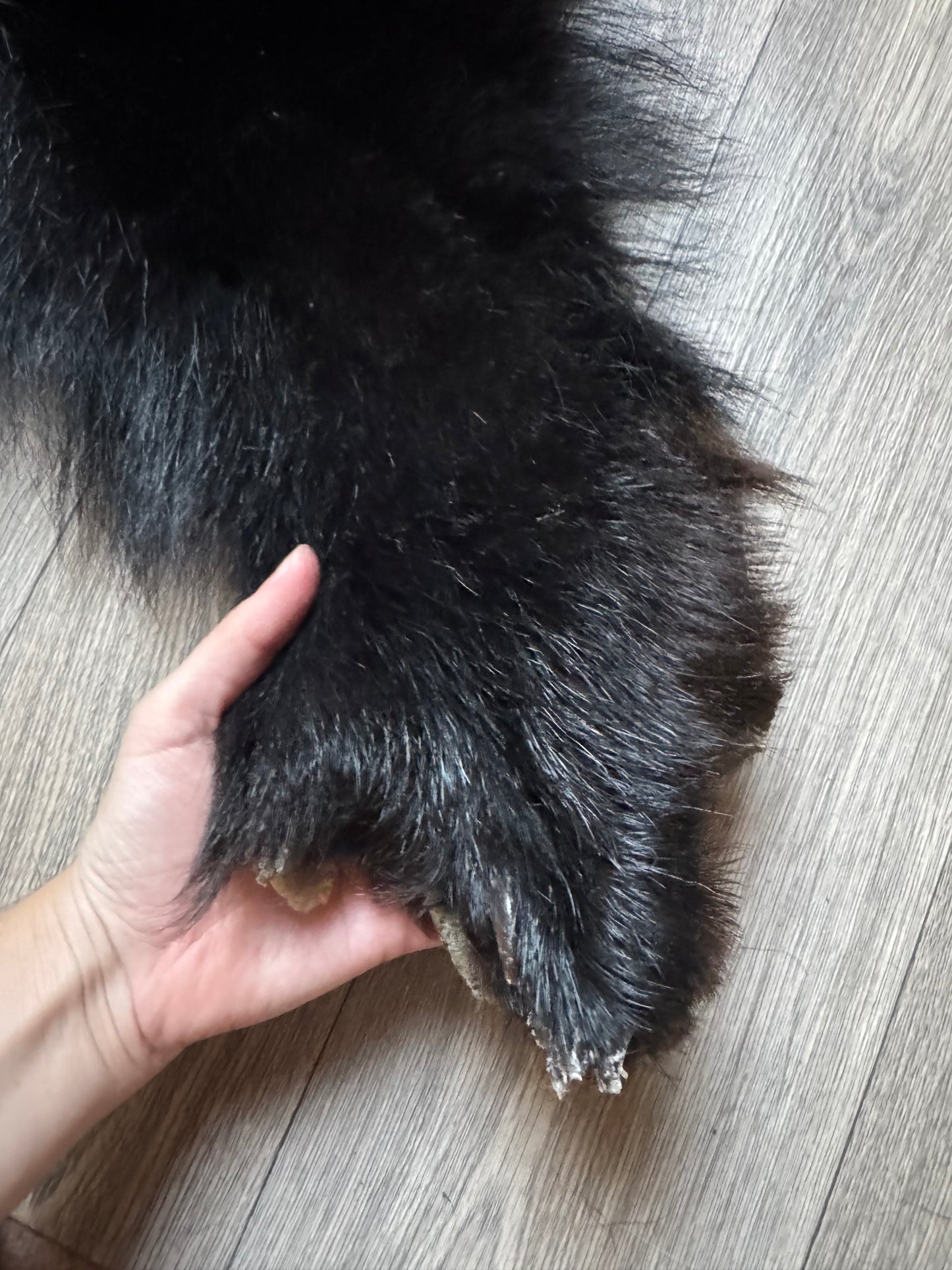 Black bear hide (3)