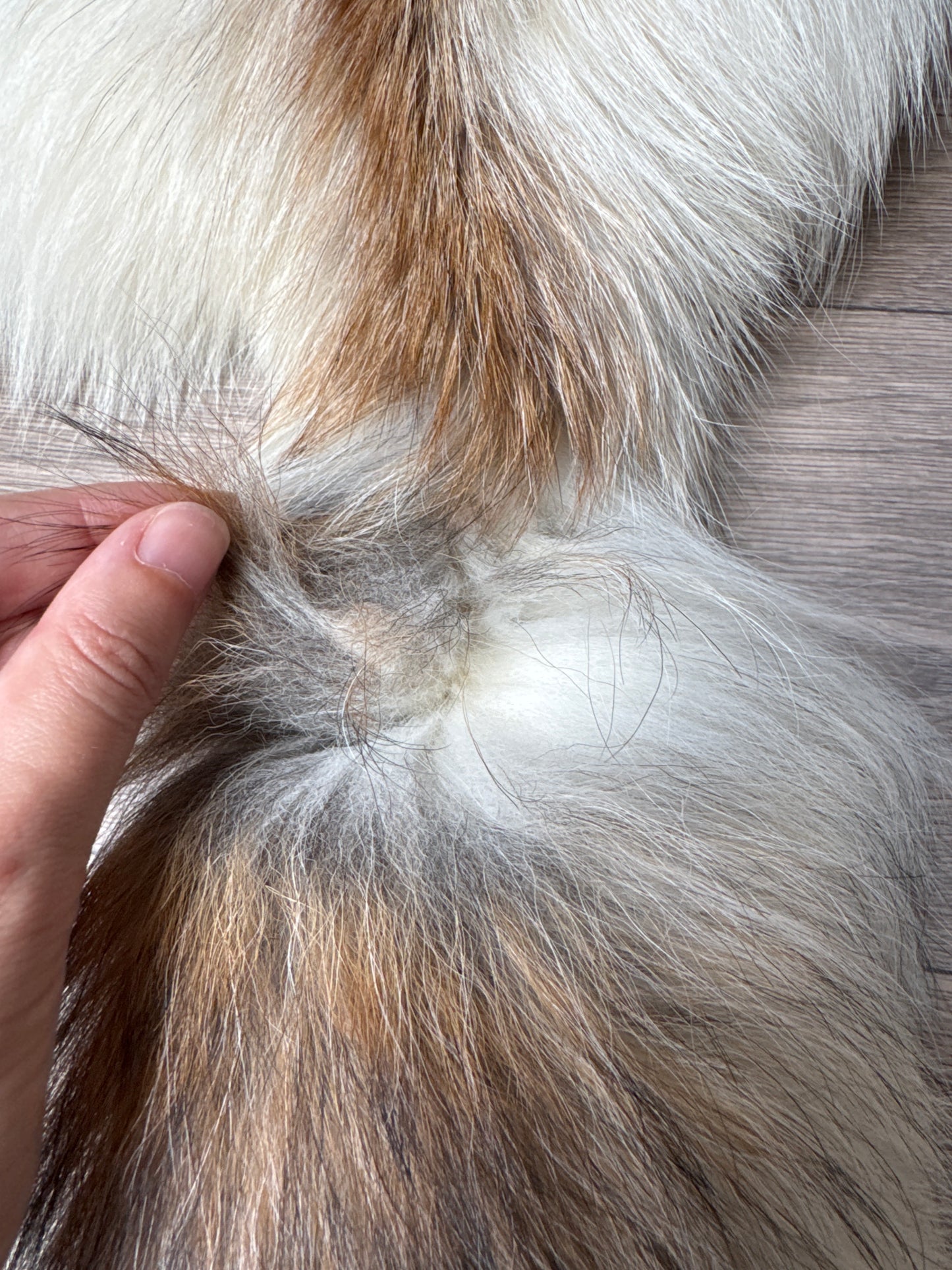 Sun Glow fox pelt (26)