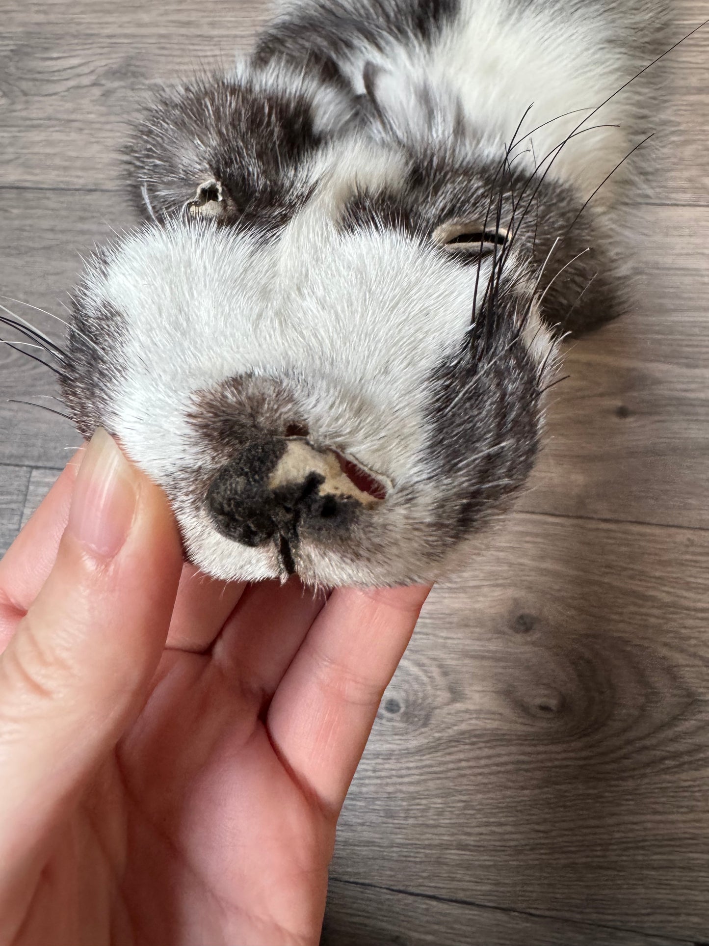 Marble Frost fox pelt (4)