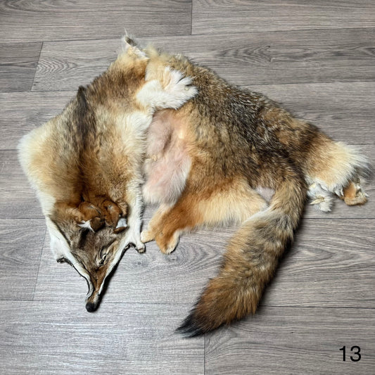 Coyote pelt (13)