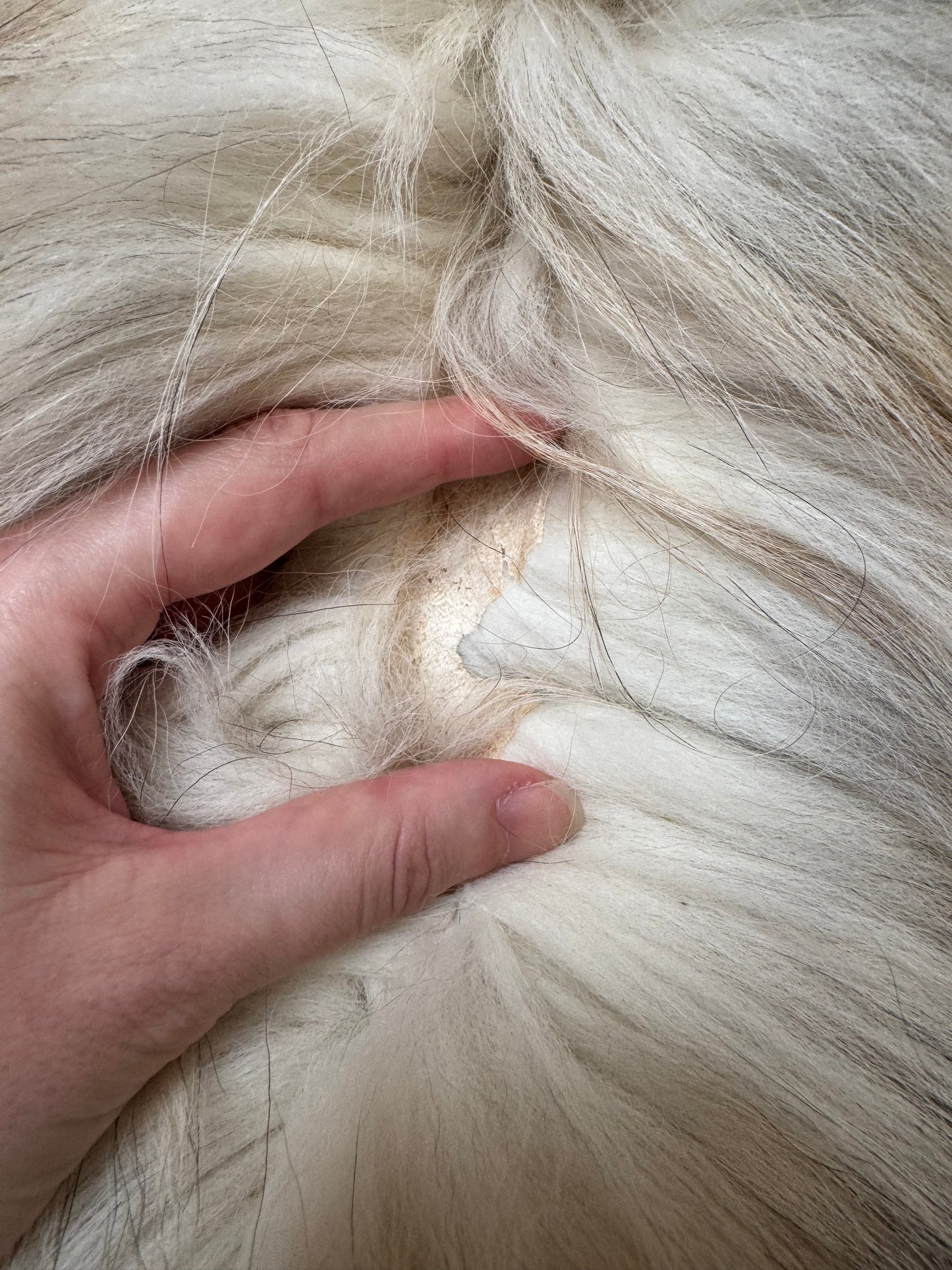 Male Gold Platinum fox mountable pelt (tag 81)