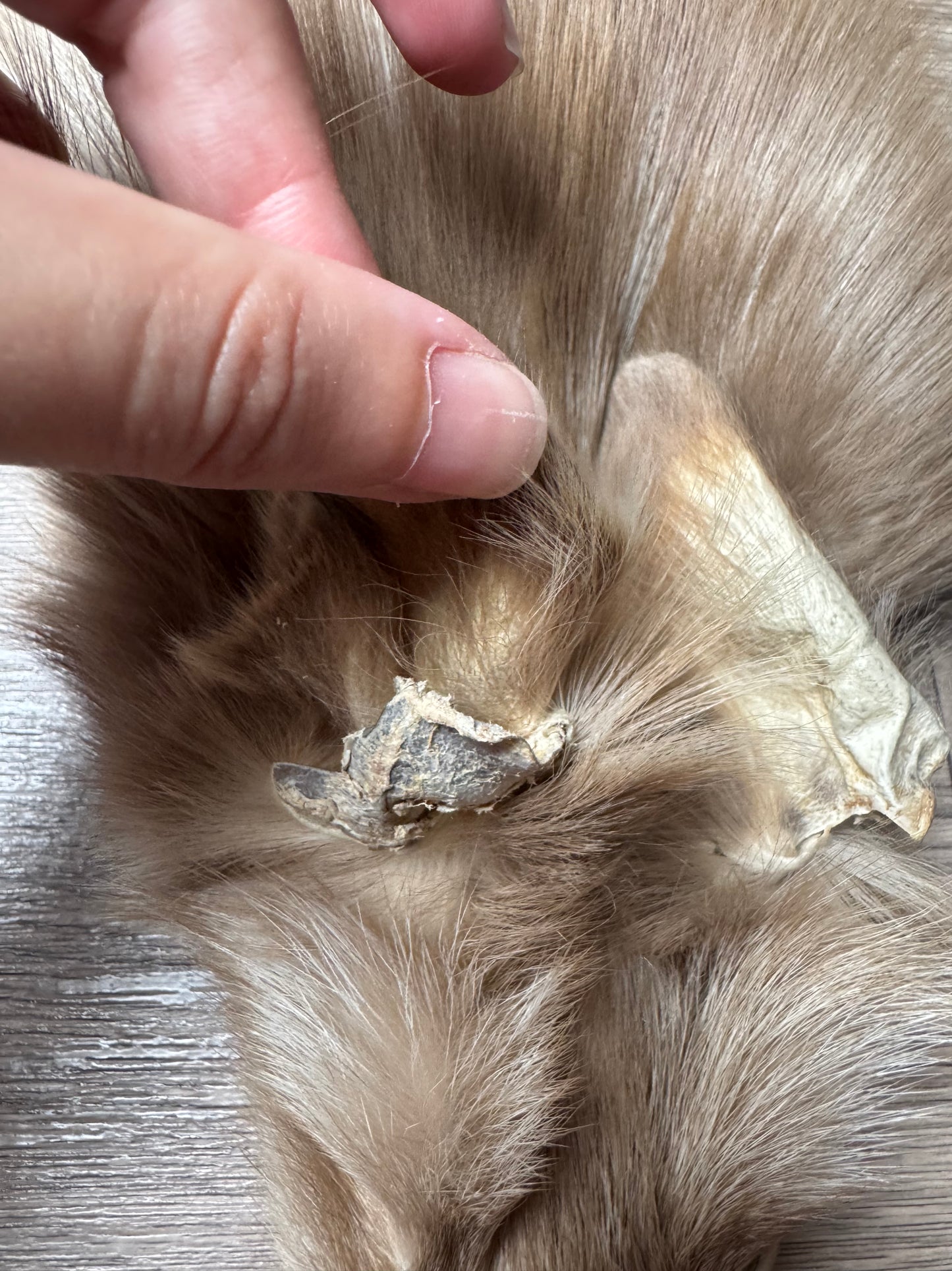 Amber fox pelt (5)