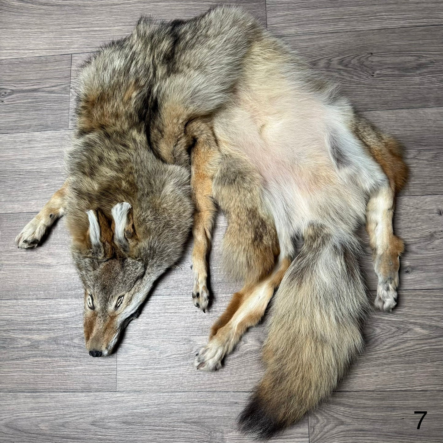 Male coyote mountable pelt (7)