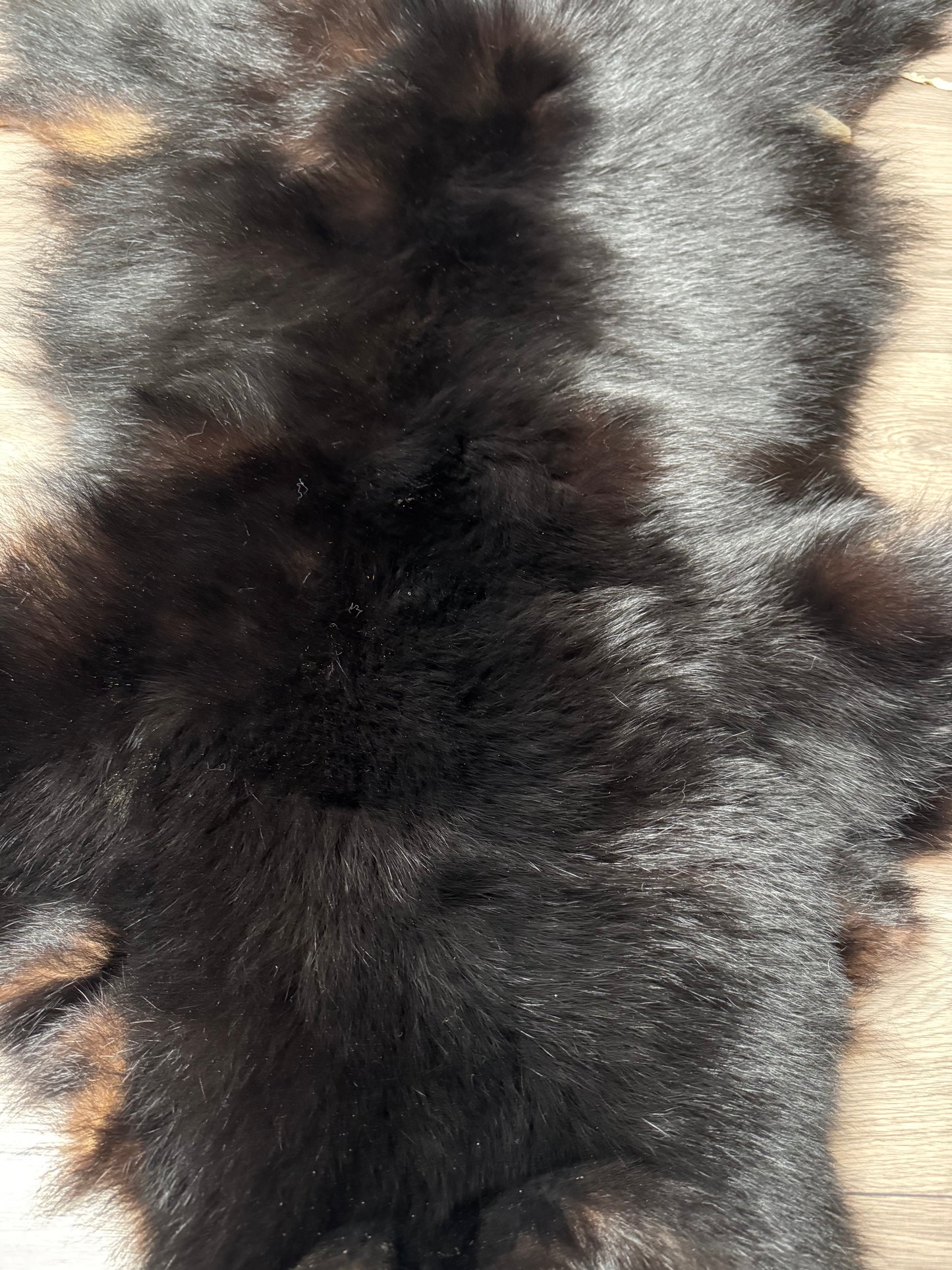 Black bear hide (2)
