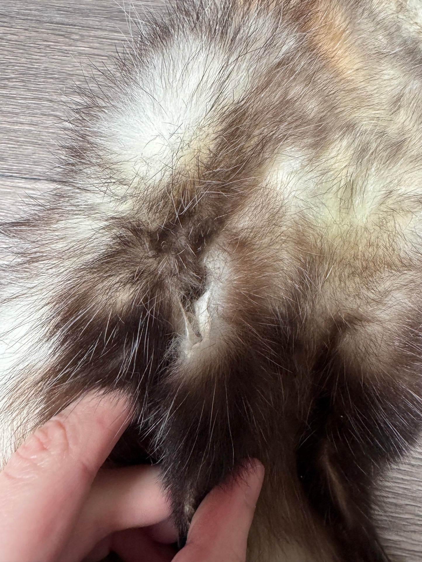 Male opossum mountable pelt (17)