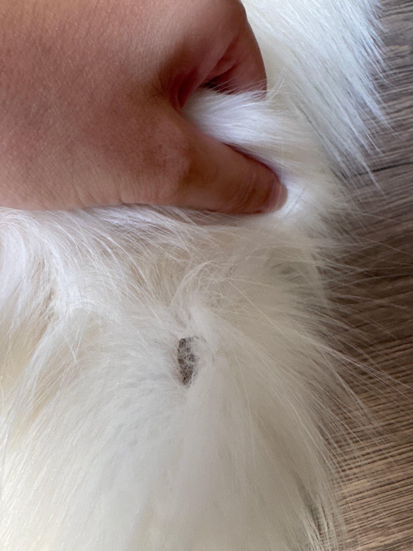 Cross Marble fox pelt (8)