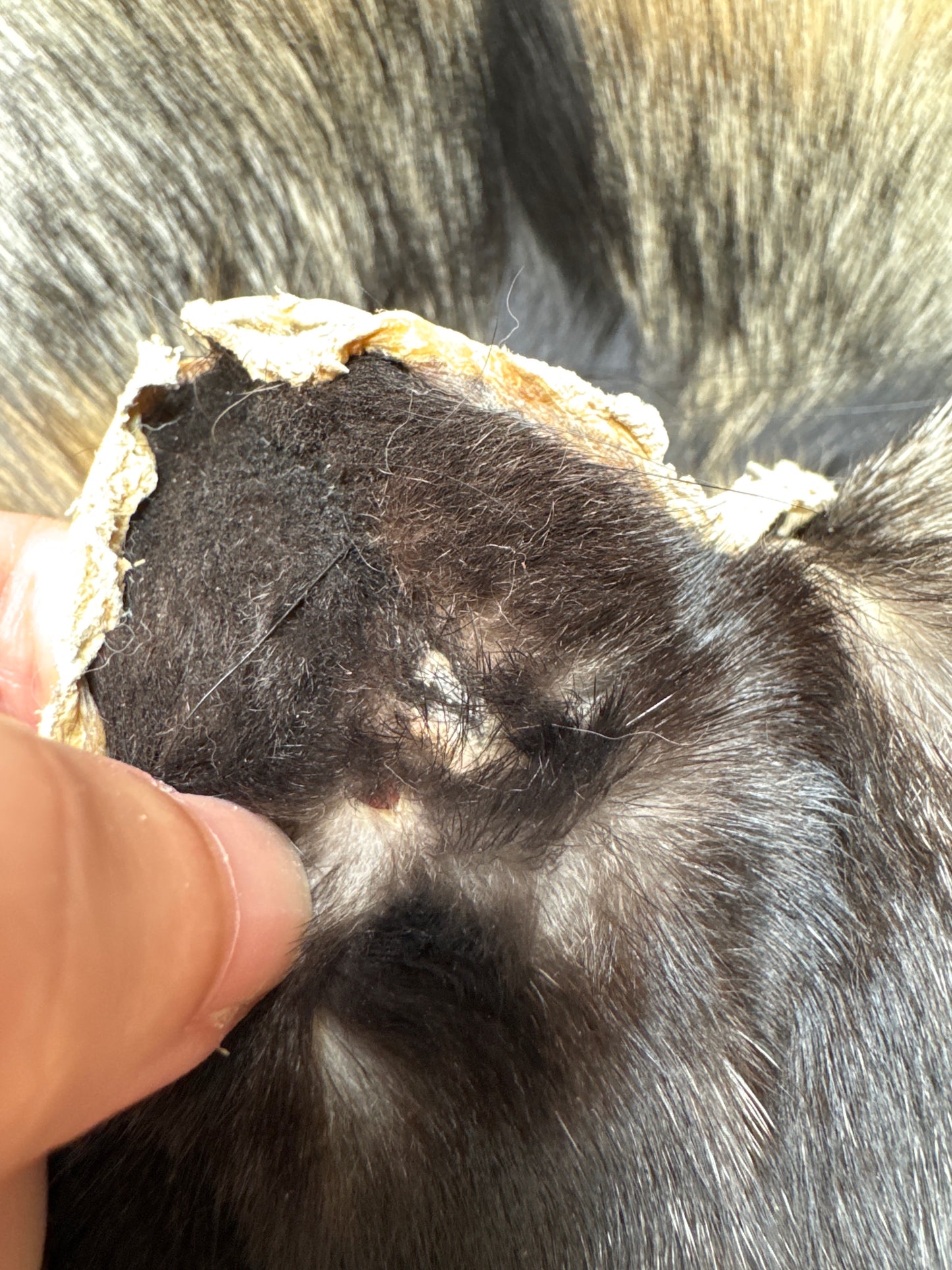 Female Cross mountable pelt (tag 127)