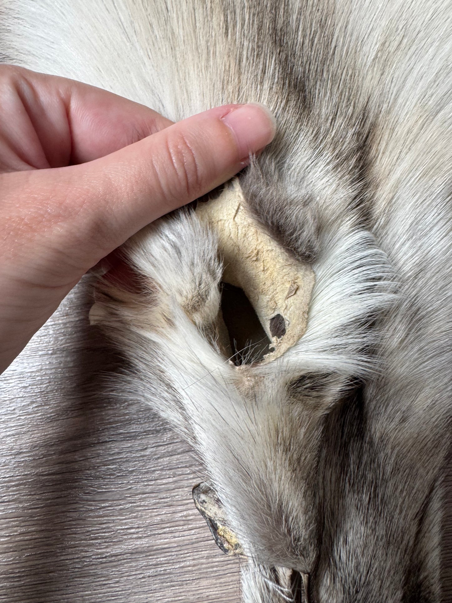 Fawn Light fox pelt (9)