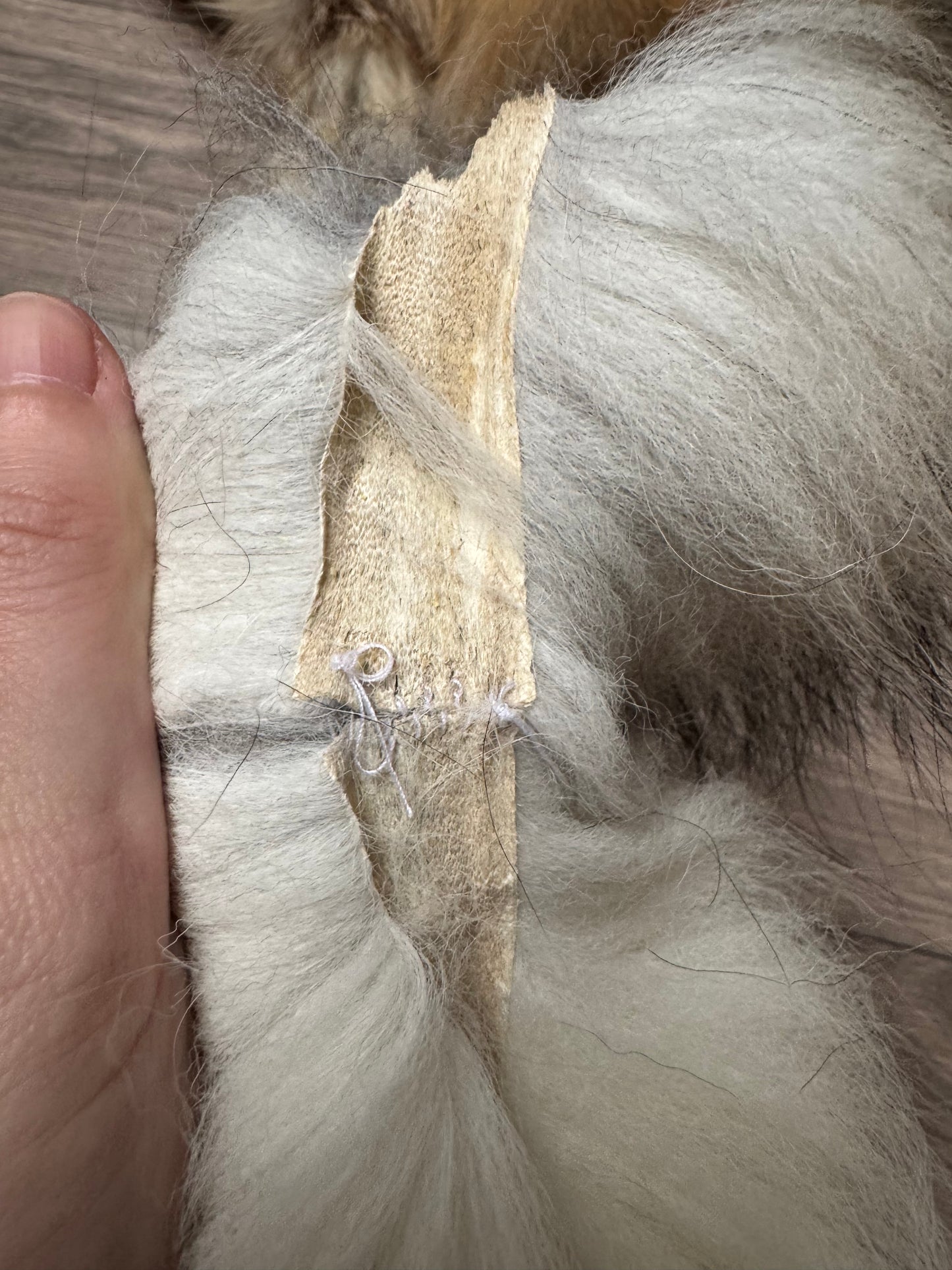 Male Gold Ringneck fox mountable pelt (tag 40)