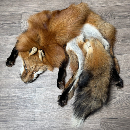 Female Gold fox mountable pelt (tag 44)