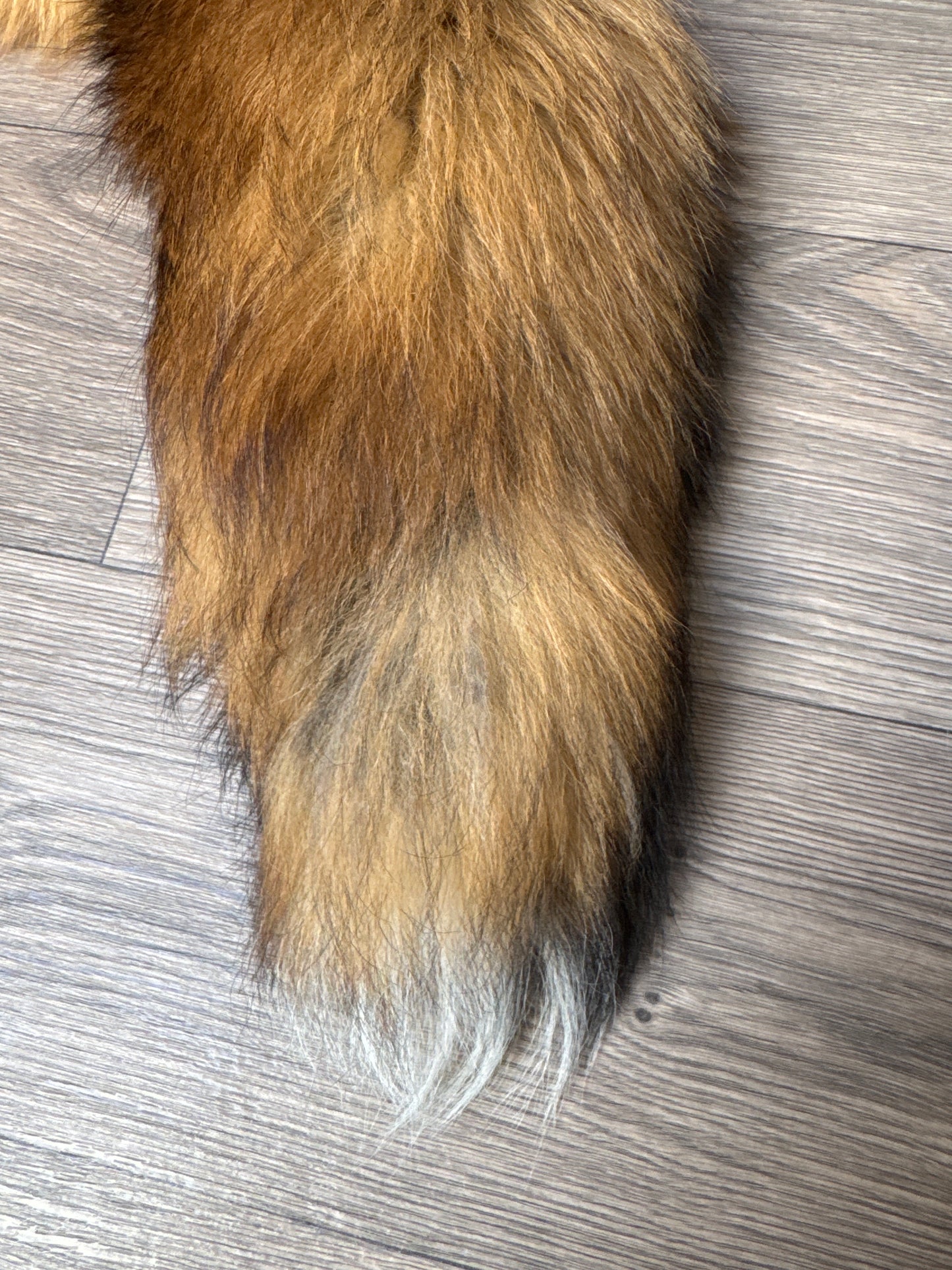 Gold fox pelt (47)