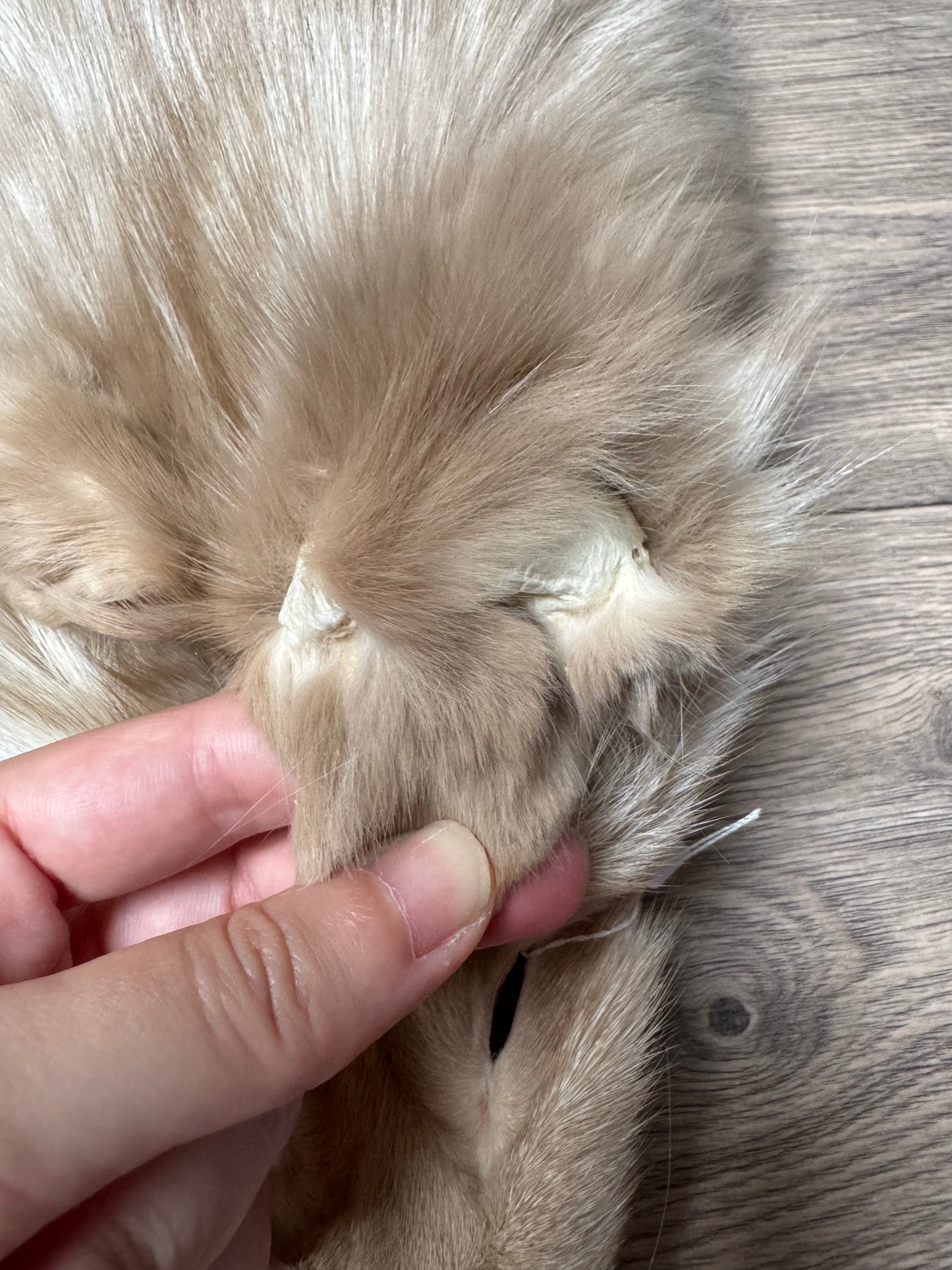 Amber fox pelt (6)