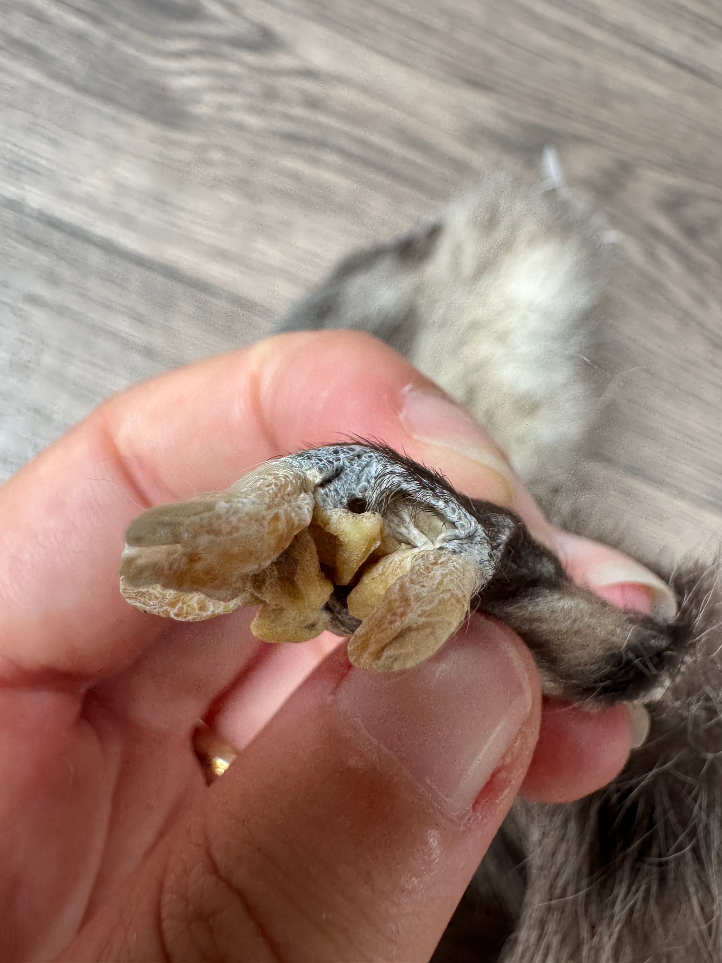 Male opossum mountable pelt (1)