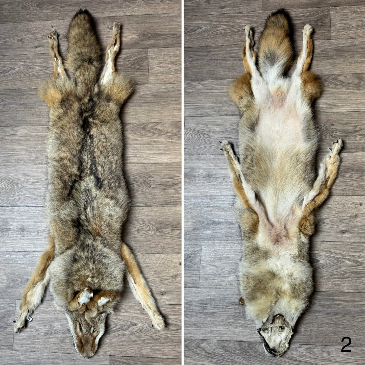 Male coyote mountable pelt (2)
