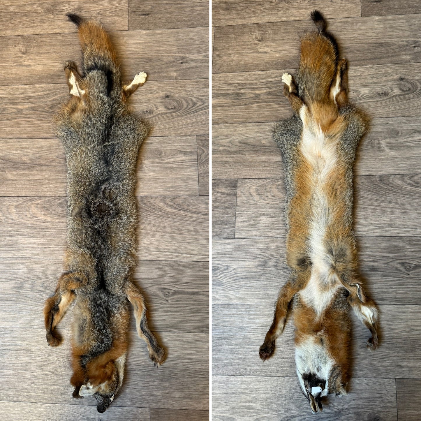 Male grey fox mountable pelt (25)