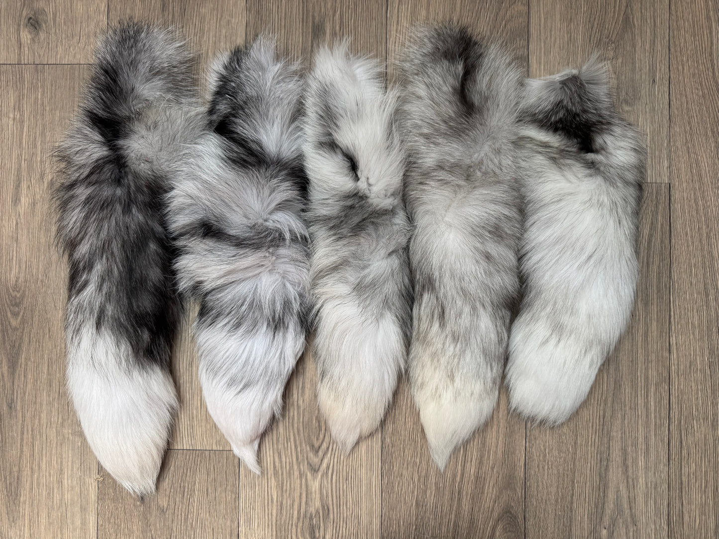 B grade tails