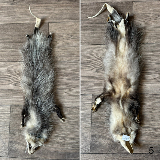 Male opossum mountable pelt (5)