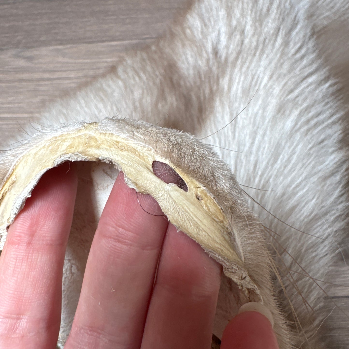 Male Polish Pastel fox mountable pelt (tag 3)