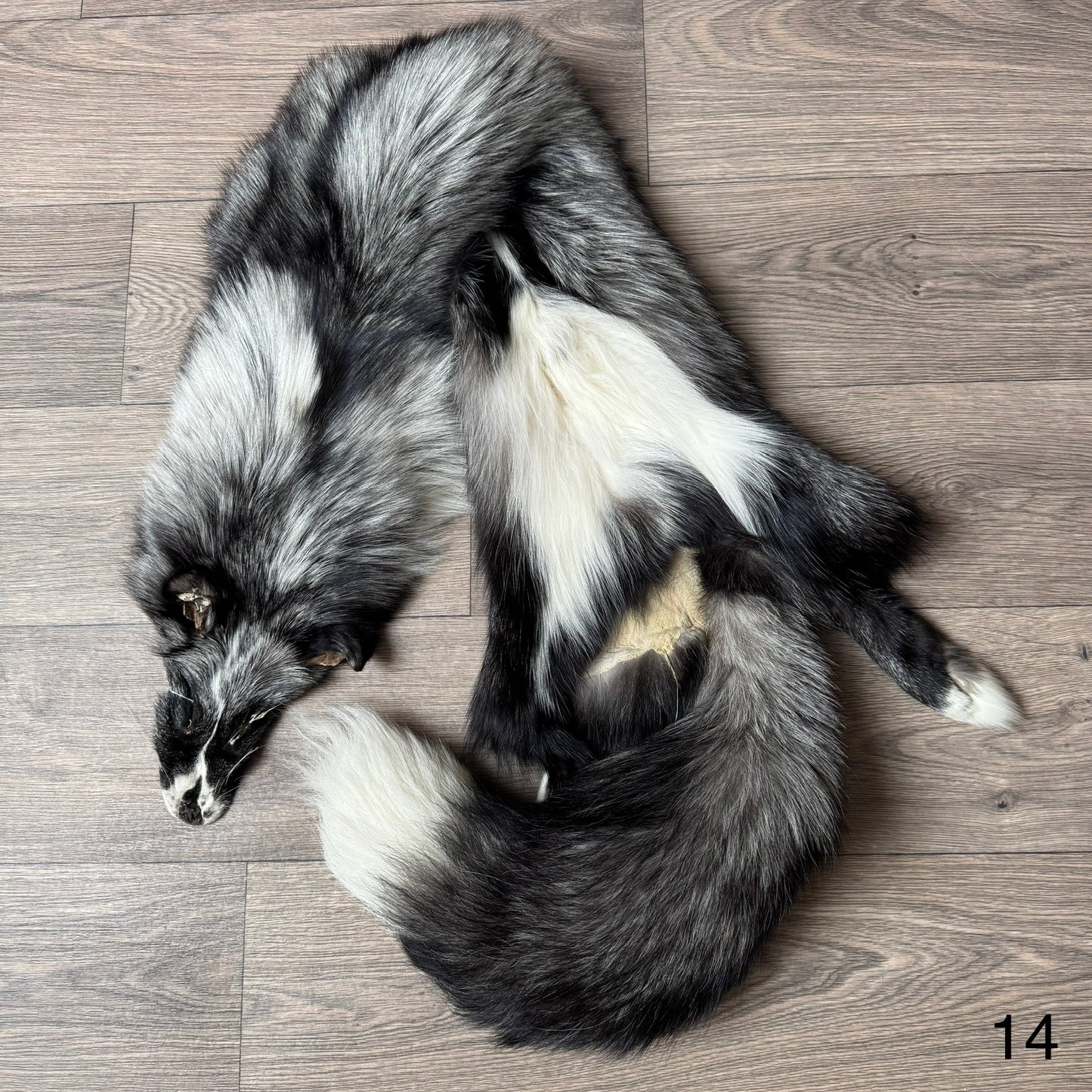 Silver Ringneck fox pelt (14)