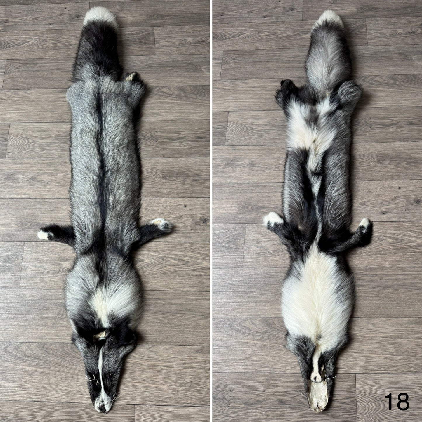 Silver Ringneck fox pelt (18)