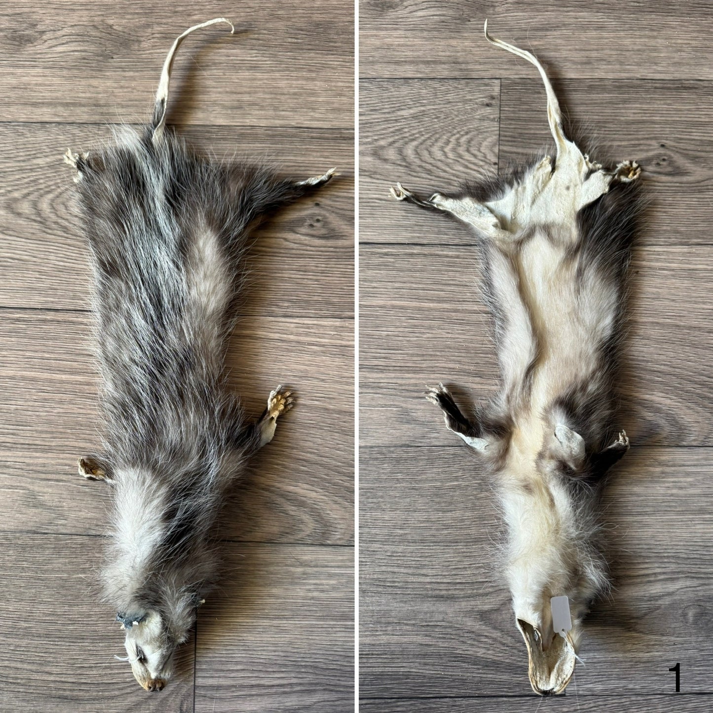 Female opossum mountable pelt (1)