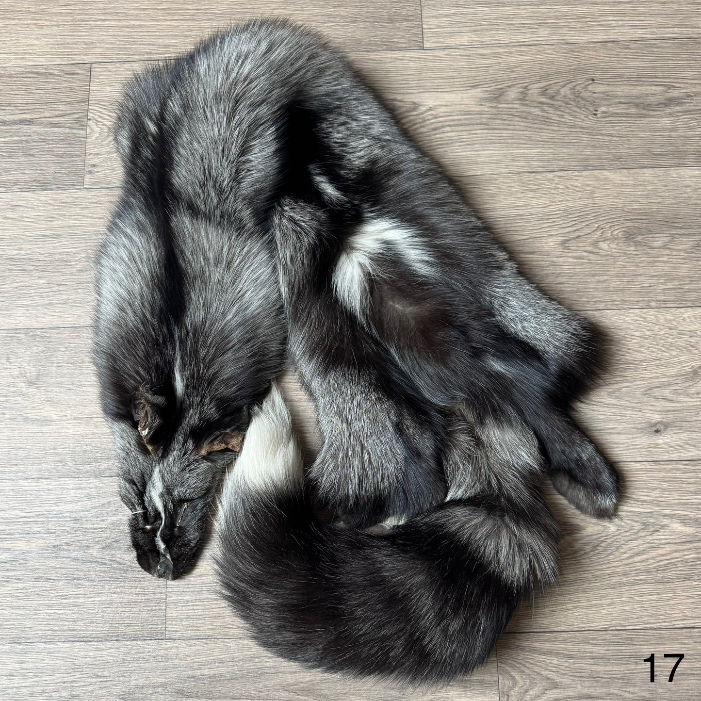 Silver Ringneck fox pelt (17)
