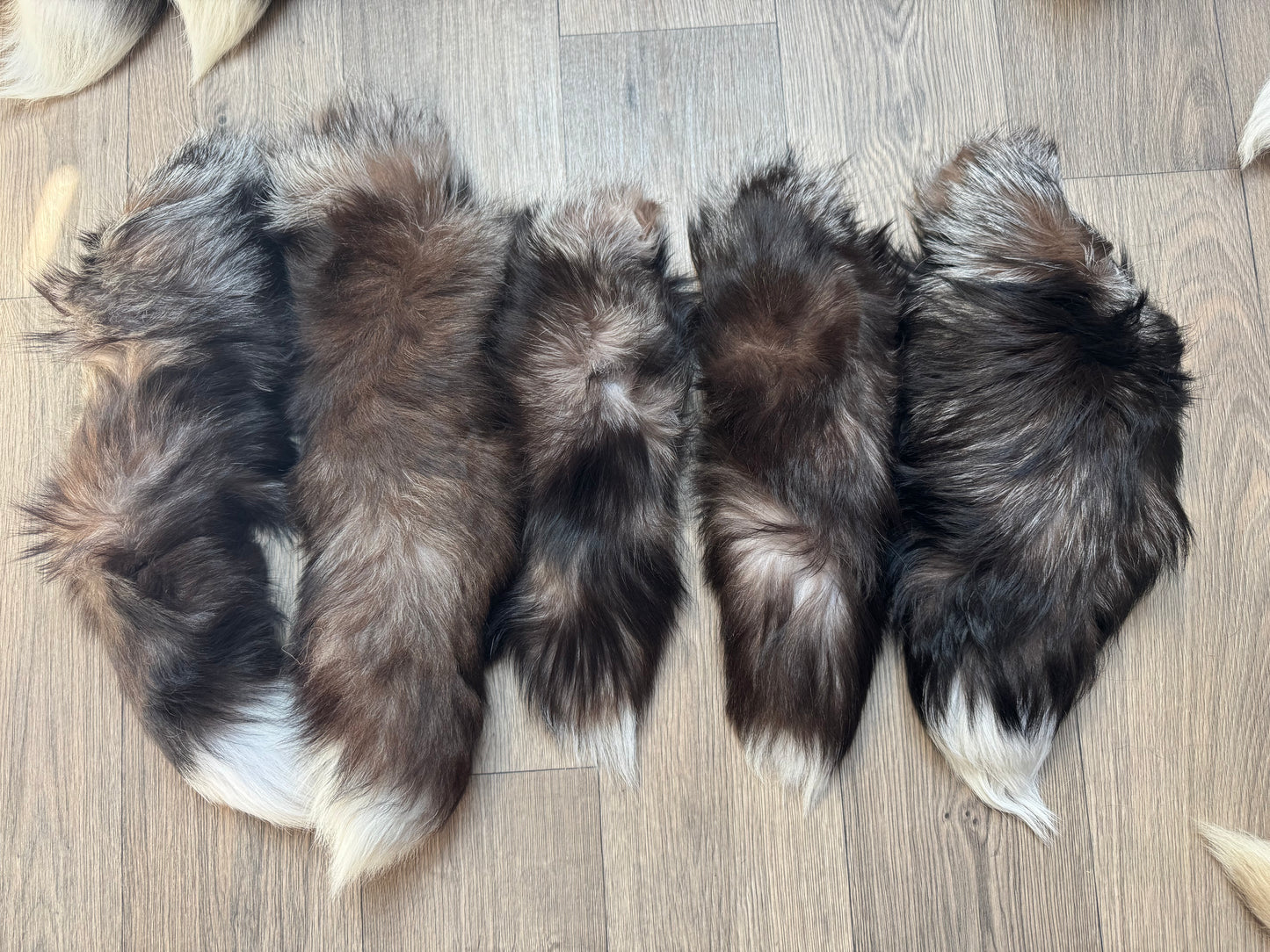 B grade tails