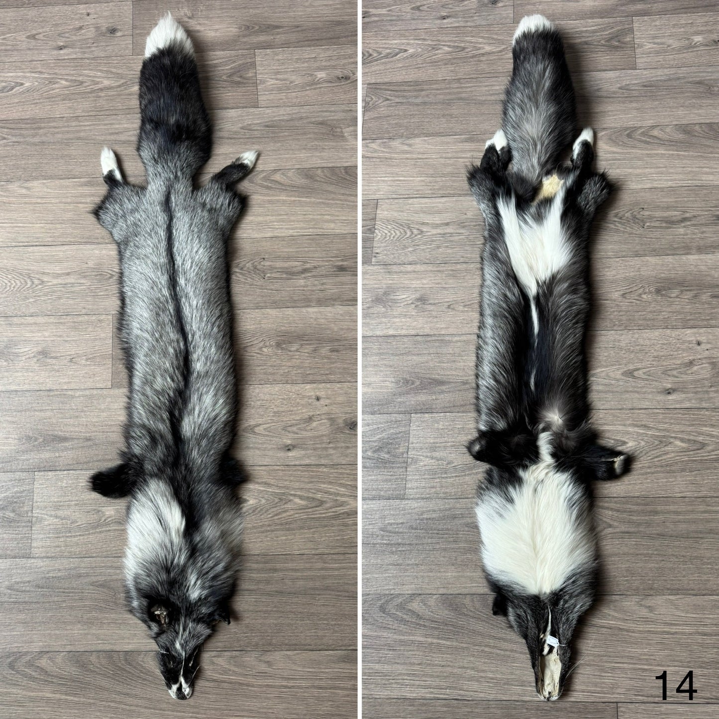 Silver Ringneck fox pelt (14)