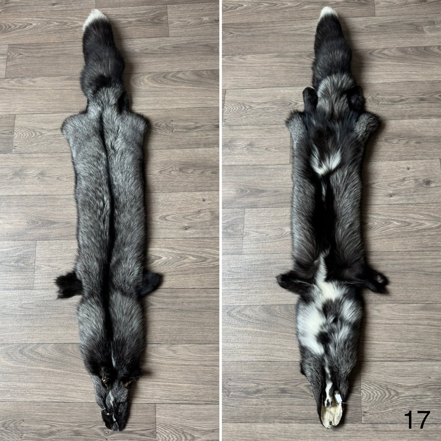 Silver Ringneck fox pelt (17)