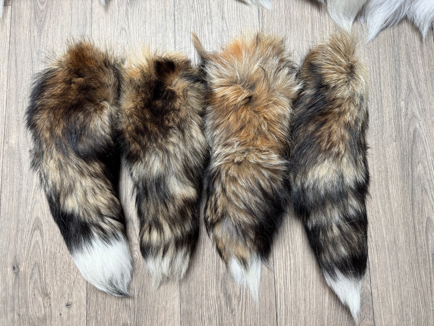 B grade tails