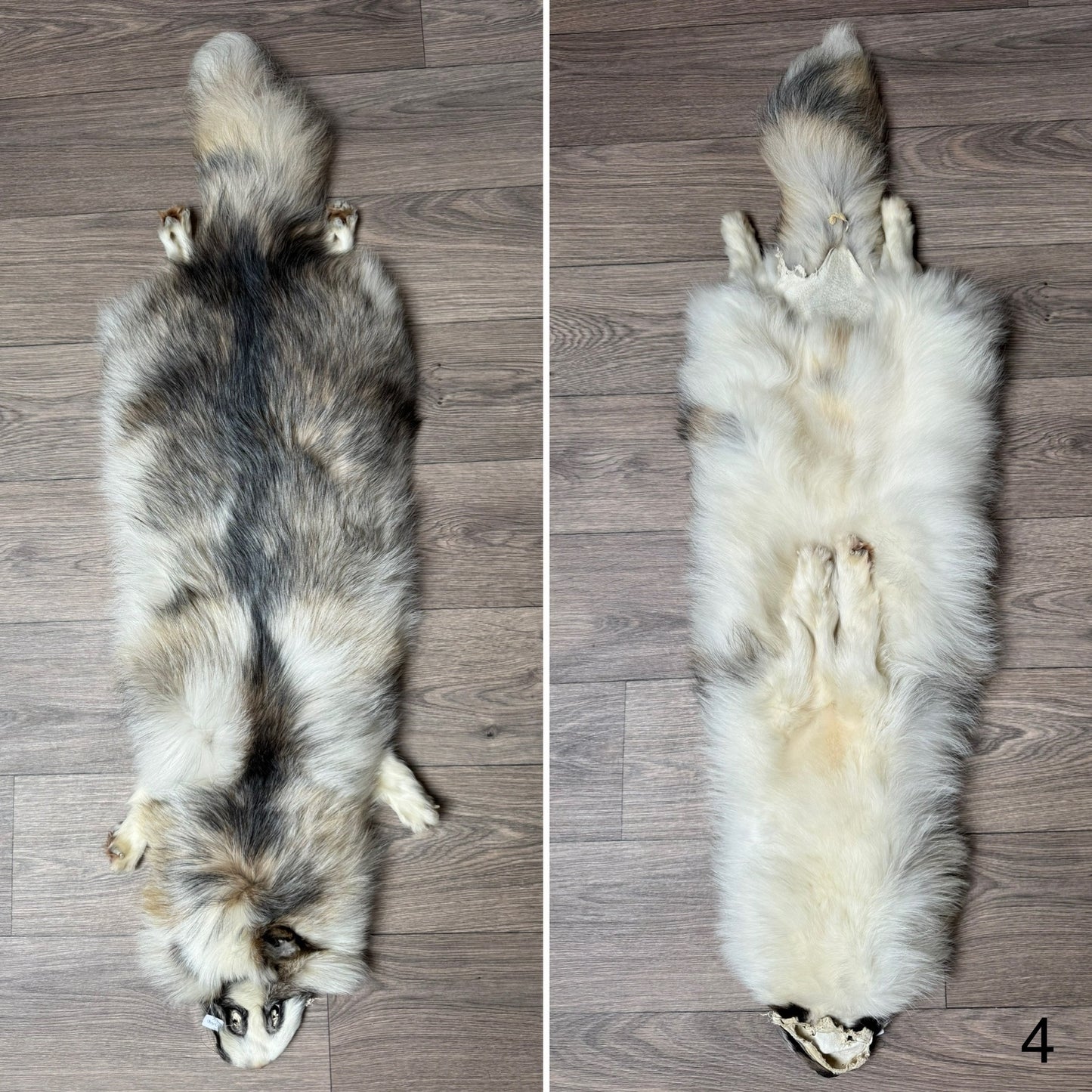 Male Marble tanuki mountable pelt (4)