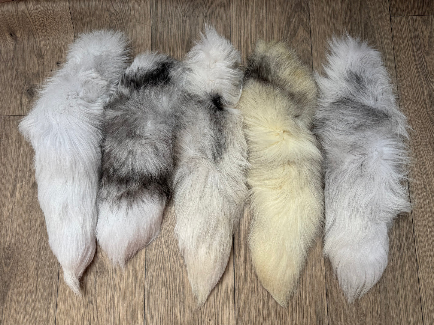 B grade tails