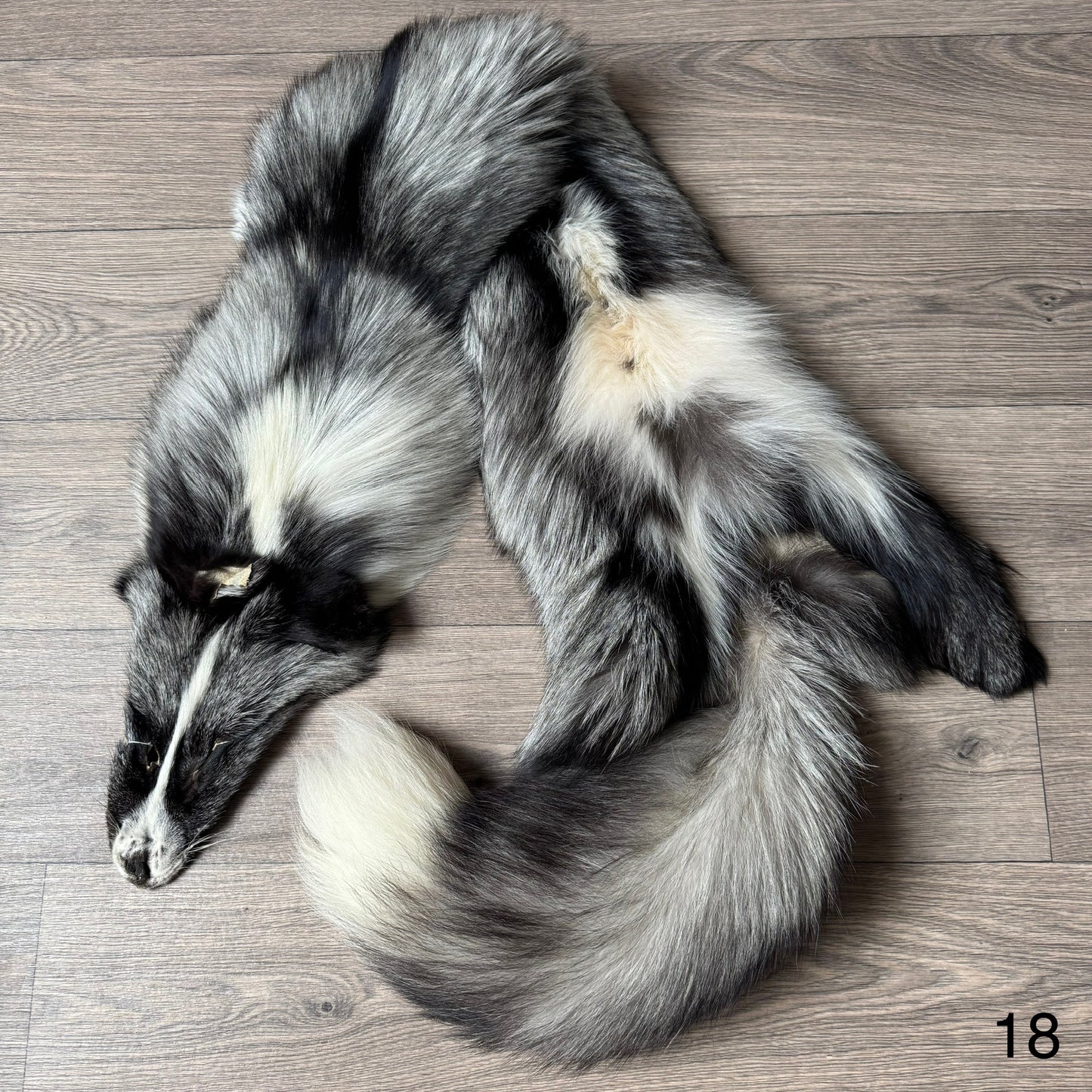 Silver Ringneck fox pelt (18)