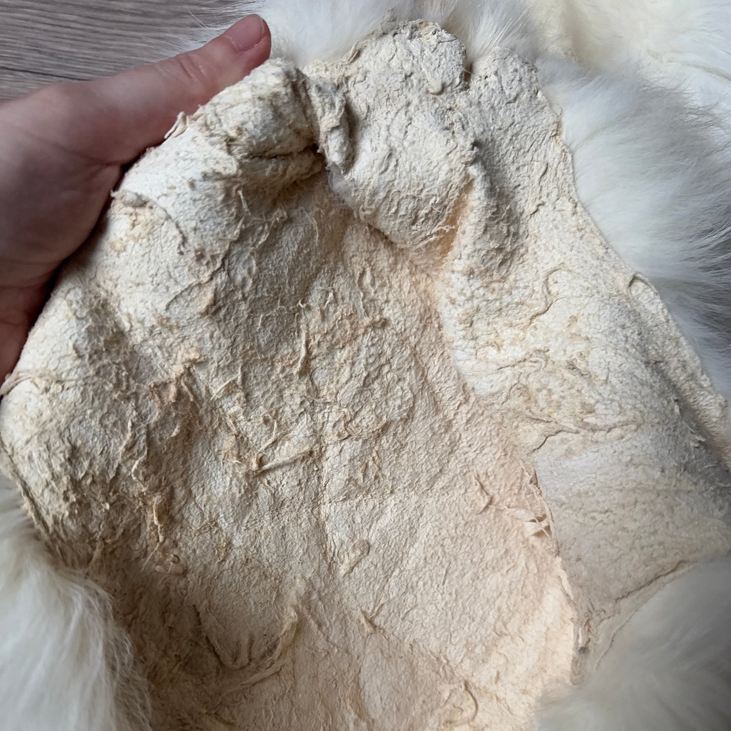 Female Arctic fox mountable pelt