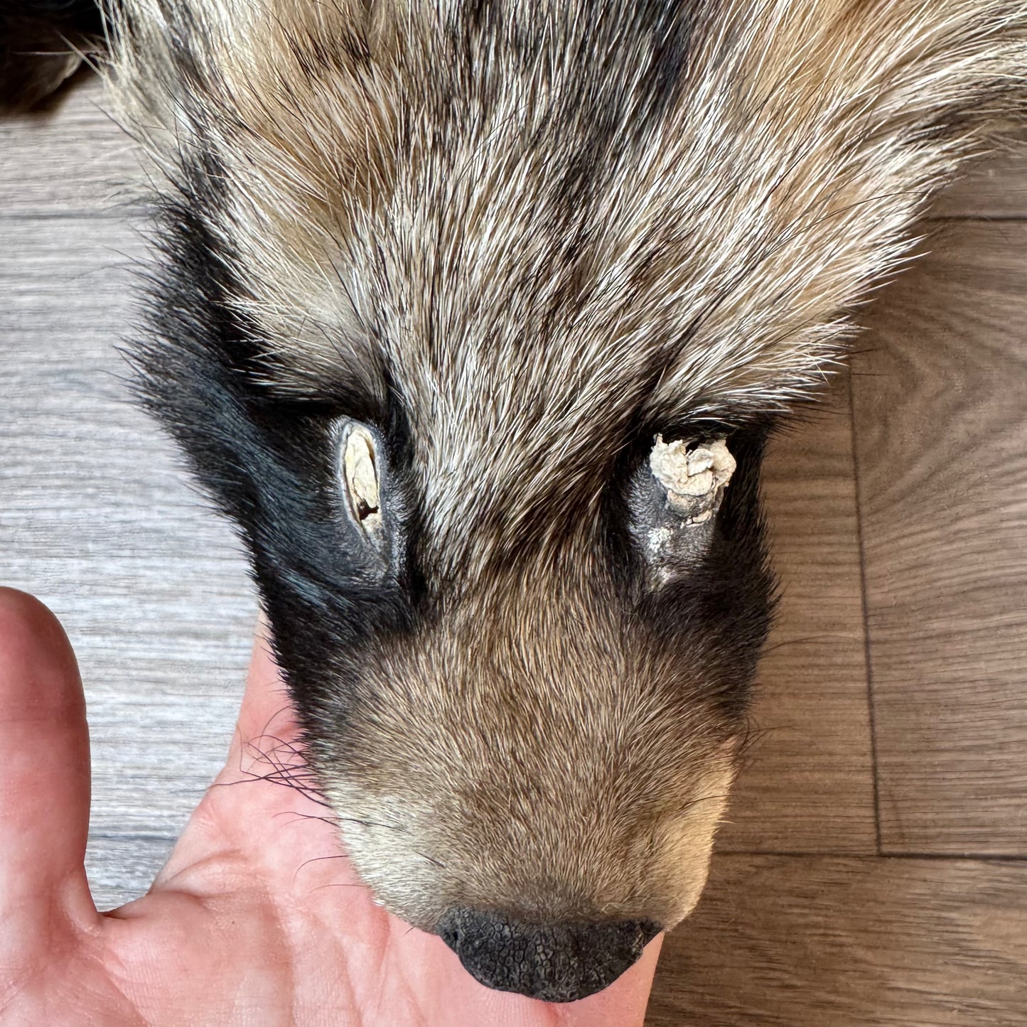 Female wild tanuki mountable pelt