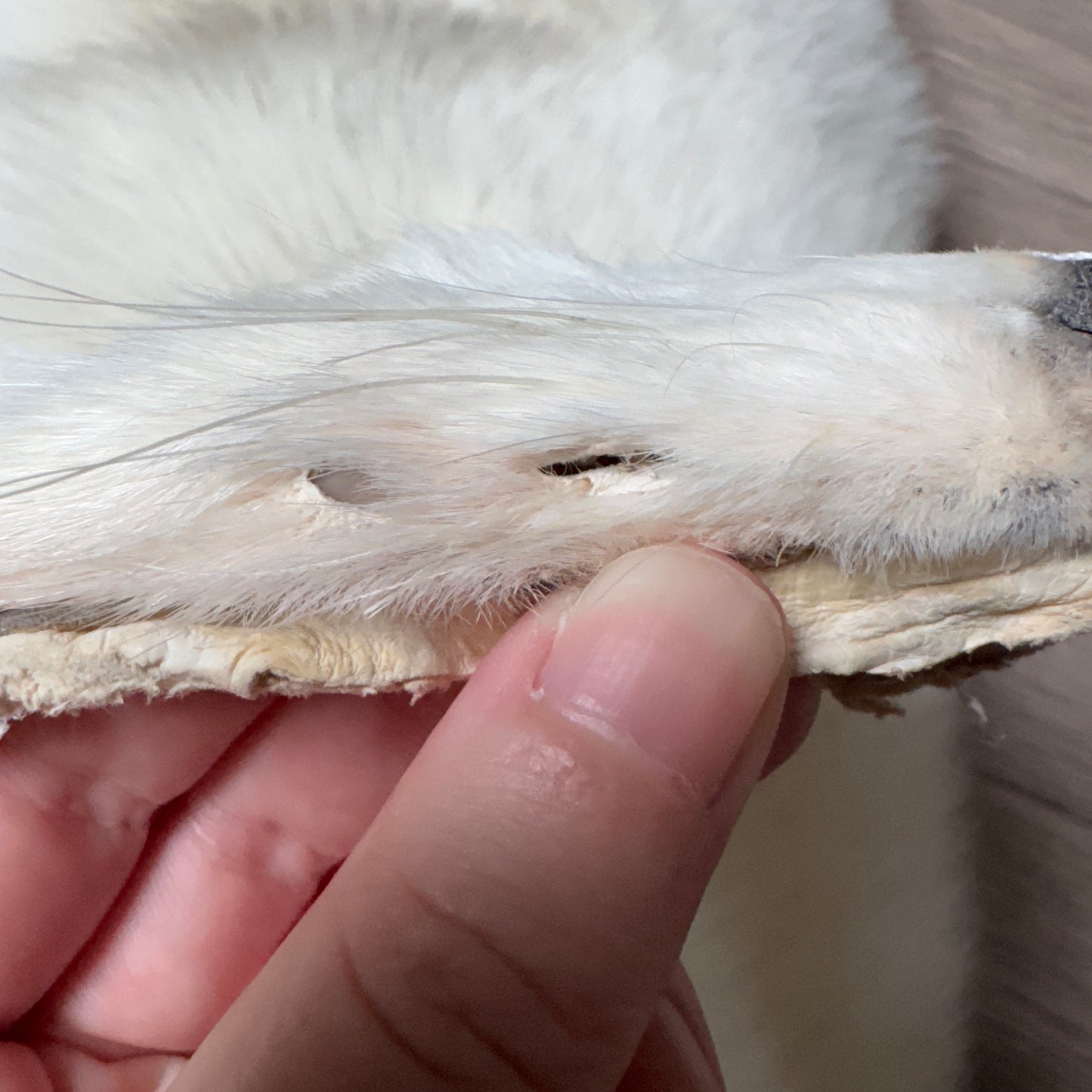 Female Arctic fox mountable pelt